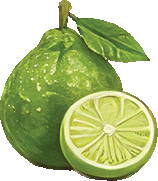 Bergamot