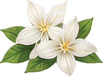Jasmine
